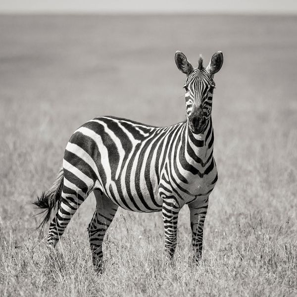 Africa-Kenya-Maasai Mara National Reserve Close-up of lone zebra